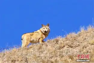 祁连山下野生动物集体出没