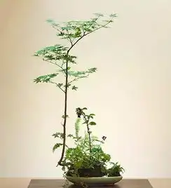 如果你有心栽种一盆野草也能养出天地春秋