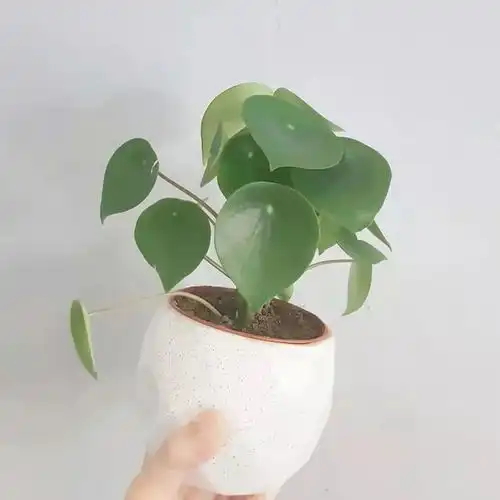 7种叶子特别有质感的室内观叶植物,叶脉凹陷,大多是网红植物