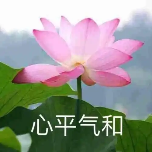 2020年日本tvweb动画四榜豆瓣,bangumi,mal,anikore综合推荐榜单top20