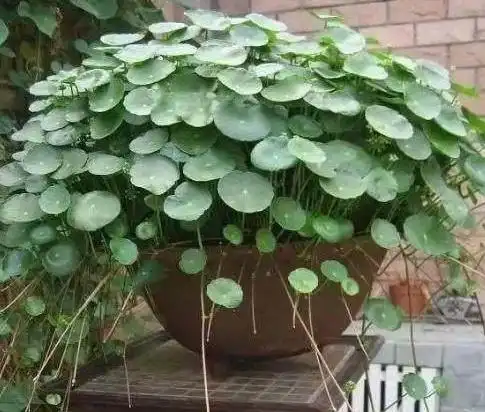 气温升高后铜钱草爱黄叶怎么办将土培换成水培,植株叶绿根壮