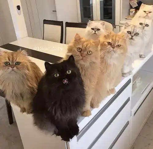 养12只猫是一种什么样的体验这场面一般人很难hold住吧搜狐其它搜狐网