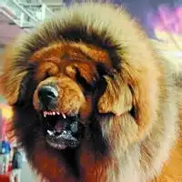 微信头像文身霸气男图片微信头像图片大全