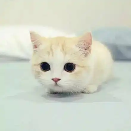 猫界的柯基短腿猫,萌翻了