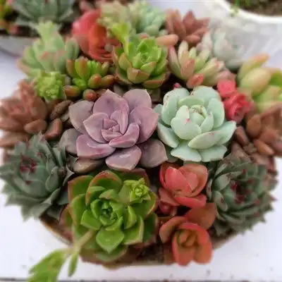 多肉微信群头像唯美的多肉植物图片
