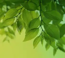 满眼绿色高清图片免费下载jpg格式1440像素编号13148457千图网