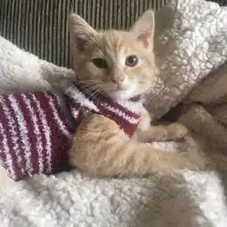 夏日炎炎,爱美的橘猫喜欢穿毛衣宠物时间app