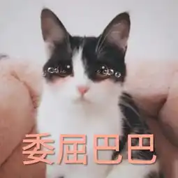 表情包丨萌猫头像表情包,超级可爱啊