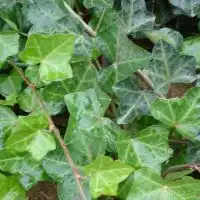 固土护坡植物图片中国供应商