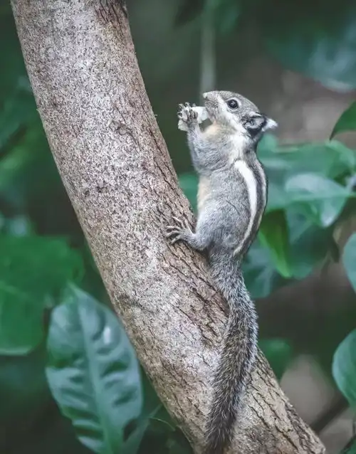 鼠年教会我们什么