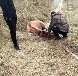 麋鹿之困保护区内种群密度过大而放养,种植户设绳网防越界