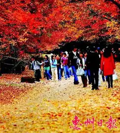 惠东县人民政府门户网站登岳麓山赏枫叶正当时