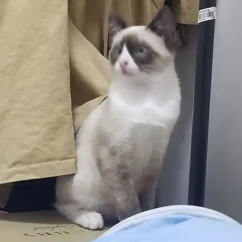 我家猫是布偶和暹罗配的请问他是布偶还是暹罗