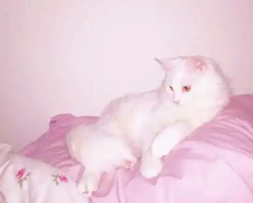 我爱你藏头诗