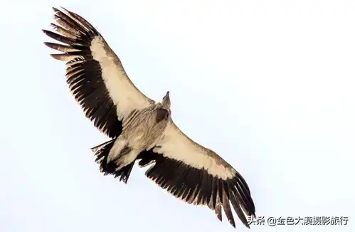 这,就是甘南,高洁而圣远
