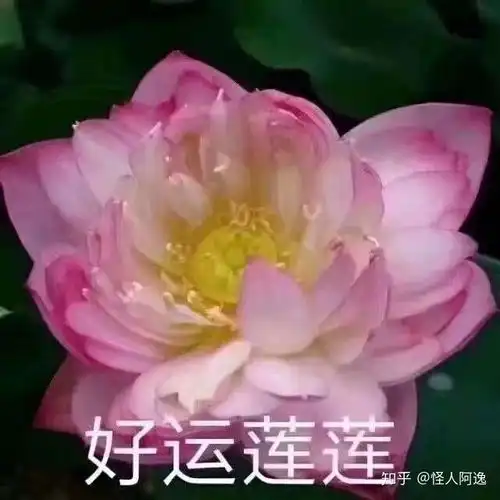 有哪些比较适合父母用的头像