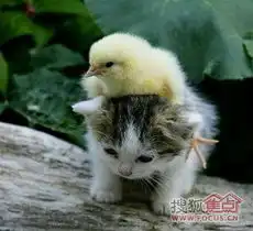 测试一个超长简介的文章