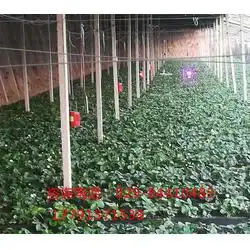 led植物生长补光灯植物生长补光灯诺达生长灯