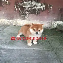 包头哪里有卖纯种柴犬柴犬图片双血统柴犬赛级柴犬宝宝