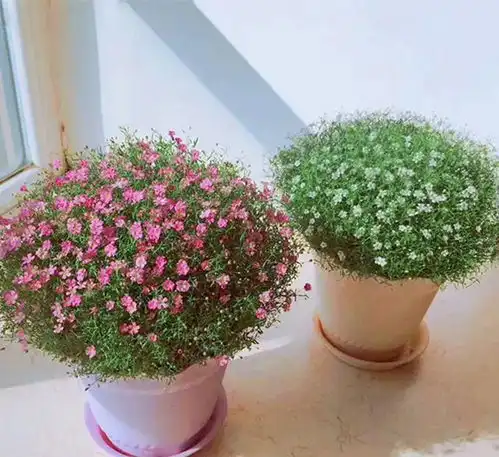 封闭阳台养花,要精挑细选,选这几种准没错,春夏秋冬花不断