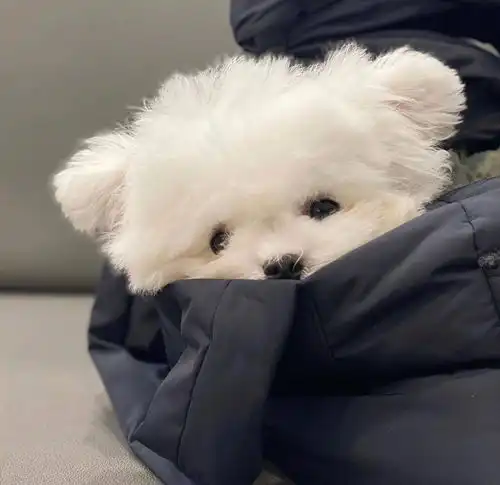 有没有可爱到爆炸的头像