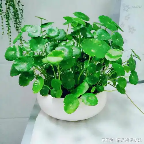 轻易不开花的观叶绿植,开花预示有好兆头,你家有吗