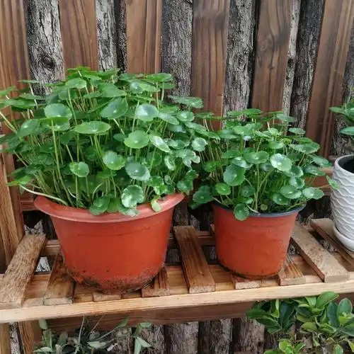 夏天养这3种花,一定要多浇水,嫌麻烦直接泡水里都可以