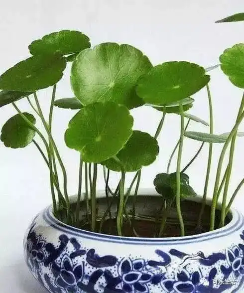 水培植物就养这六种,好看还旺家
