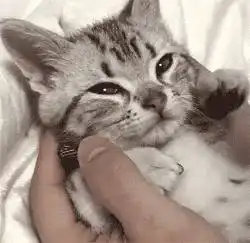 涨知识我刚入门,钱不多,该怎么玩熊猫金币