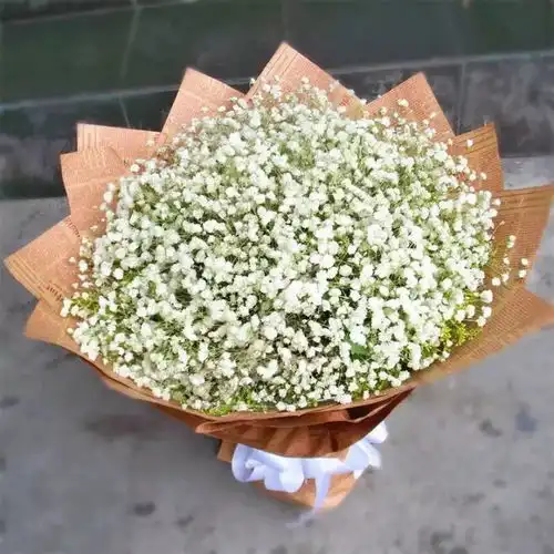 小小满天星的独白