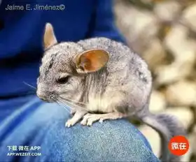 12个龙猫冷知识,看完我被萌死了
