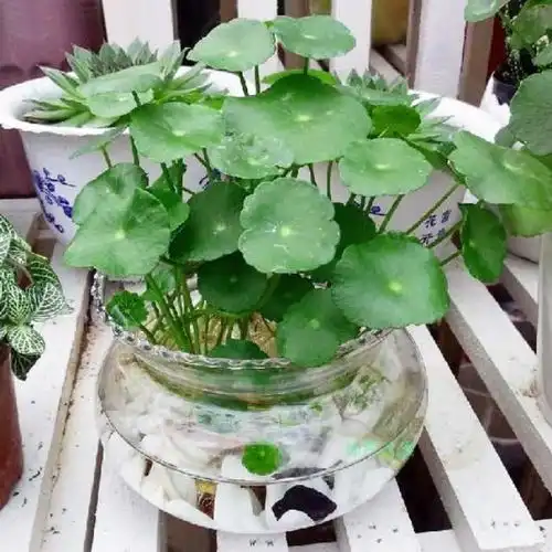 4种花,家里至少养一盆,叶子像钱币,日子越过越好
