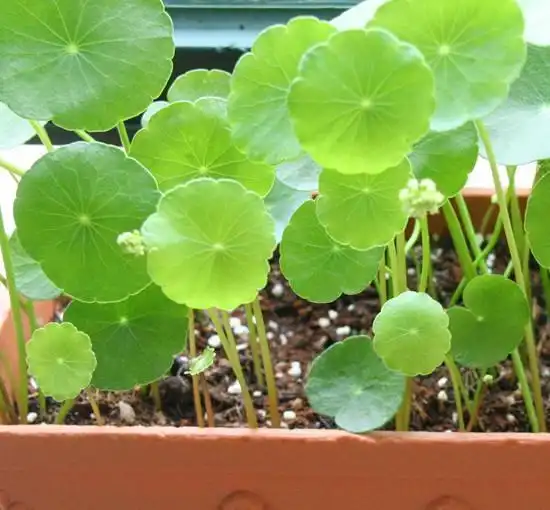 这10种观叶植物别错过,叶子油绿喜人,开花比牡丹还美