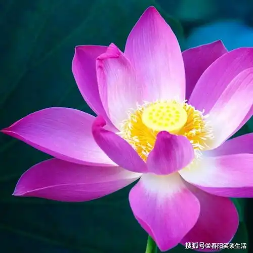 很有道理的人生感悟短语,精湛有内涵,读读让人醒悟