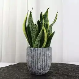 植物记虎尾兰