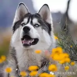 这是我见过最帅的哈士奇,没有之一