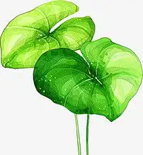 荷叶,淘宝素材,绿色,配景图片模板下载0.00mb居家物品大全生活工作