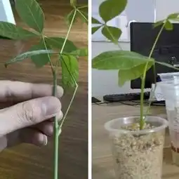 越贱养越疯长,这些花扔旮旯里就爆盆