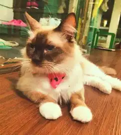美食搭配喵星人广州5家猫主题餐厅,猫奴必去的打卡圣地