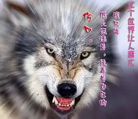 哪里能下到凶悍的狼的图片