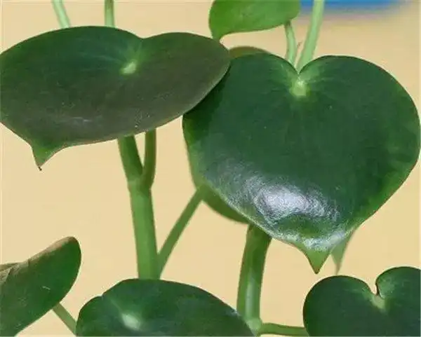 因为有这些花,我每天的生活都是那么生机勃勃