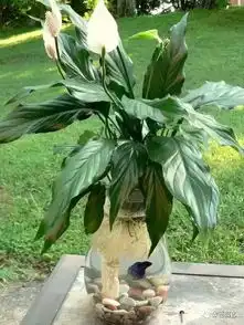对抗雾霾天,你需要的这18种植物
