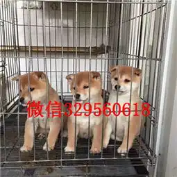 海淀哪里有卖纯种柴犬柴犬图片高品质纯种柴犬赛级柴犬宝宝