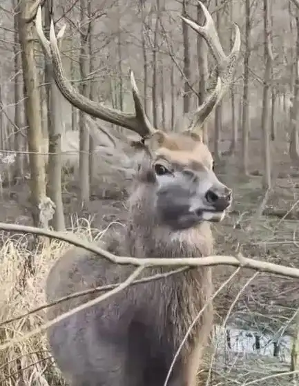 上海一地出现两头鹿,三年来撞伤多人是什么品种,该归谁管相关部门出现分歧