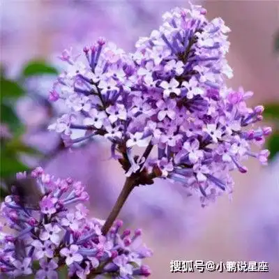 明天起,喜事八方来,8号不得了,9号上上吉,4生肖脚踩狗屎运