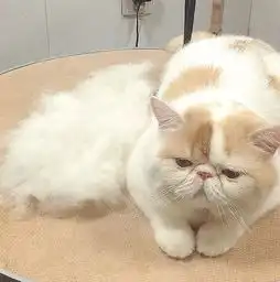 这只猫竟然是这样生活的