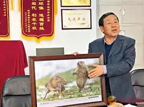 藏狐捕食旱獭照片萌翻网友