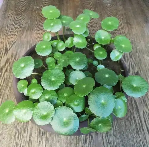 健胃消食片有妙用,养栀子花茉莉花来1片,叶绿花密