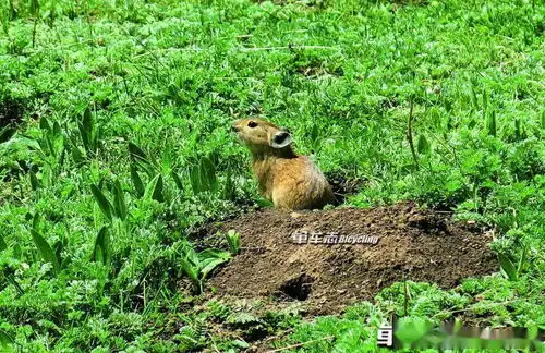骑行甘川青三省交界