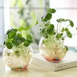 冬天水培铜钱草4个小技巧,叶片肥厚颜色油亮